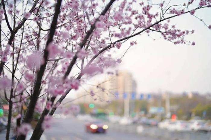 衢州春季市区内有哪些赏花的地方推荐 衢州春季市区内有哪些赏花的地方推荐