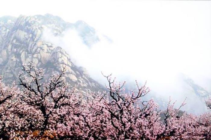 凤凰岭山桃花什么时间开 凤凰岭山桃花什么时间开