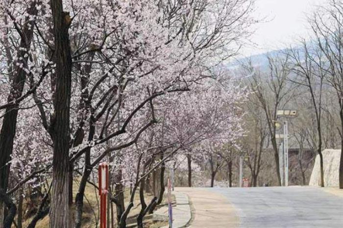 凤凰岭山桃花什么时间开 凤凰岭山桃花什么时间开