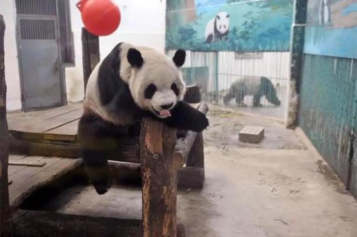 太原哪个动物园有熊猫
