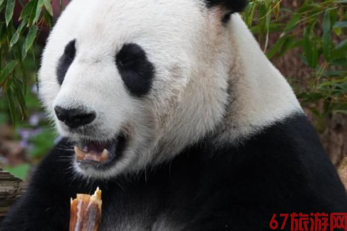 南京哪个动物园有大熊猫