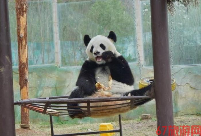 南京哪个动物园有大熊猫